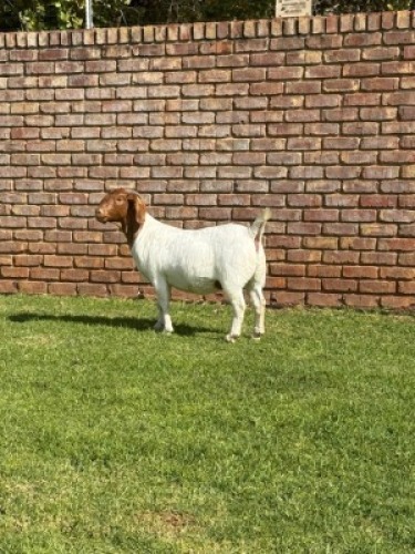 1X BOER GOAT FLOCK DOE Triangle Farms Boerbok Stoet