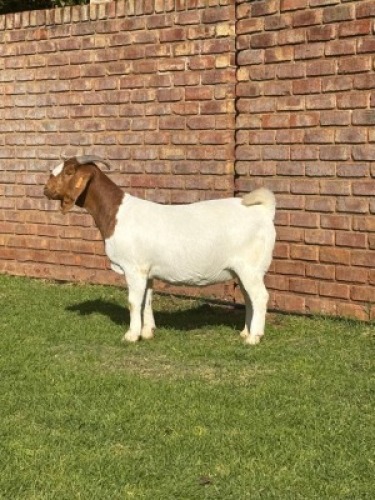 1X BOER GOAT FLOCK DOE Triangle Farms Boerbok Stoet