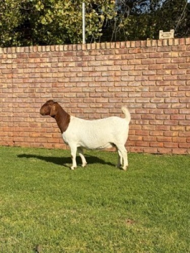 1X BOER GOAT FLOCK DOE Triangle Farms Boerbok Stoet