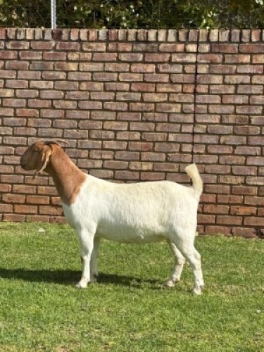 1X BOER GOAT STUD DOE Triangle Farms Boerbok Stoet