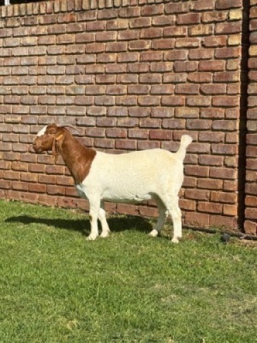 1X BOER GOAT STUD DOE Triangle Farms Boerbok Stoet