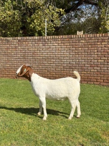 1X BOER GOAT FLOCK DOE Triangle Farms Boerbok Stoet