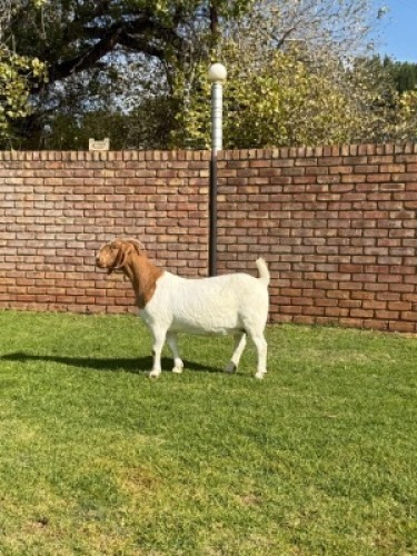 1X BOER GOAT STUD DOE Triangle Farms Boerbok Stoet