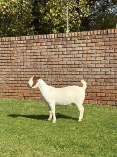 1X BOER GOAT FLOCK DOE Triangle Farms Boerbok Stoet