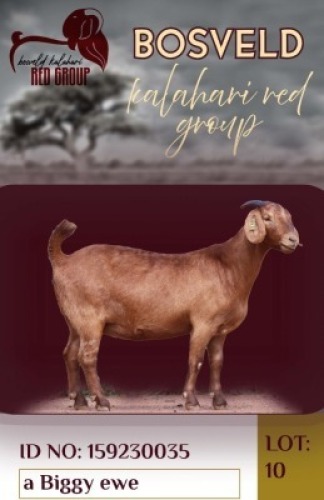1X KALAHARI RED FLOCK 38-660 DOE Krokodilnest