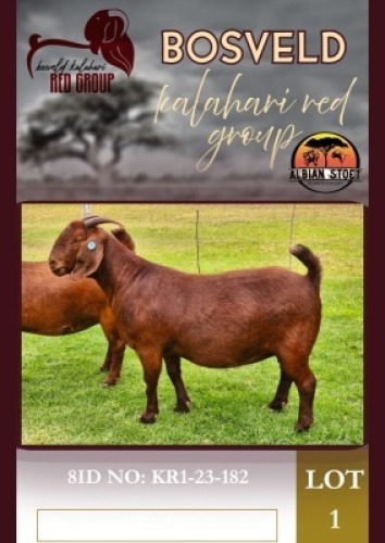 1X KALAHARI RED STUD 10-421 DOE Albie Horn