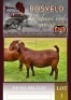 1X KALAHARI RED STUD 10-421 DOE Albie Horn