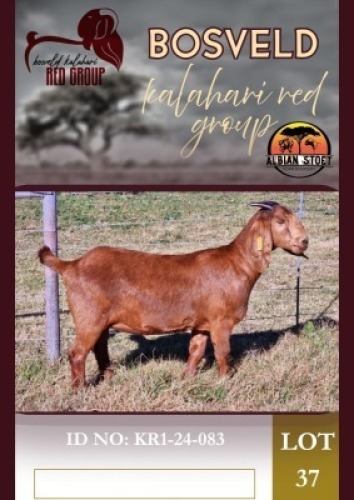 1X KALAHARI RED FLOCK 48-20 DOE Albie Horn