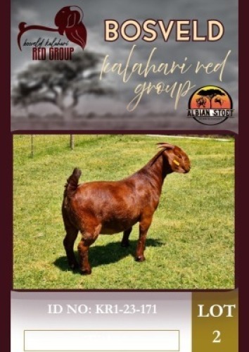 1X KALAHARI RED STUD 48-899 DOE Albie Horn