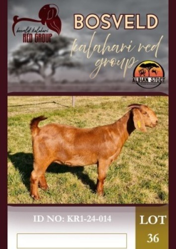 1X KALAHARI RED FLOCK 48-1392 DOE Albie Horn