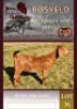 1X KALAHARI RED FLOCK 48-1392 DOE Albie Horn