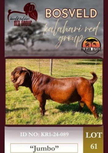 1X KALAHARI RED STUD 38-207 BUCK Albie Horn