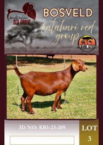 1X KALAHARI RED FLOCK 48-1 DOE Albie Horn