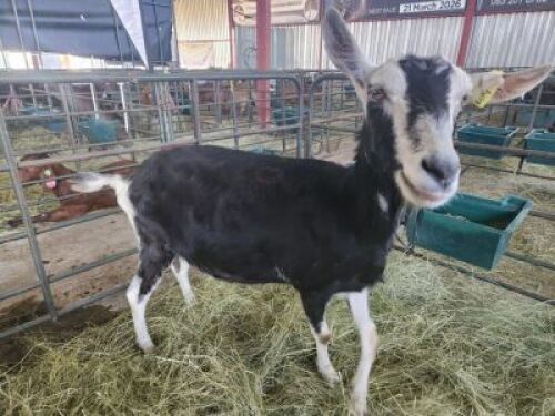 1X MILK GOAT EWE Dhidejak