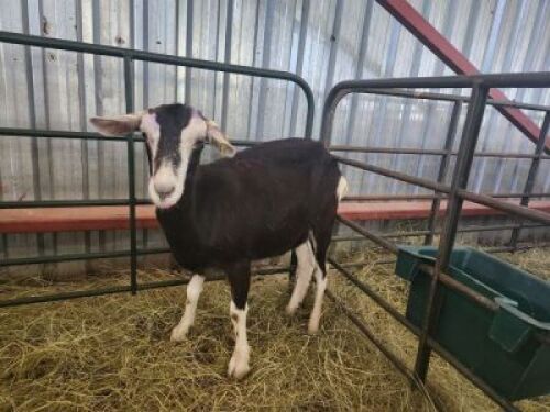 1X MILK GOAT EWE Dhidejak