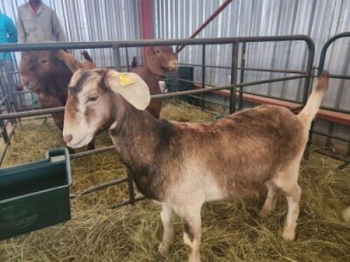 1X MILK GOAT EWE Dhidejak