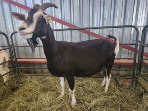 1X MILK GOAT EWE Dhidejak