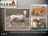 2X MEATMASTER RECORDED EWE KERN MEATMASTERS (Per animal to take the lot)