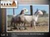 2X MEATMASTER RECORDED EWE KERN MEATMASTERS (Per animal to take the lot) - 2
