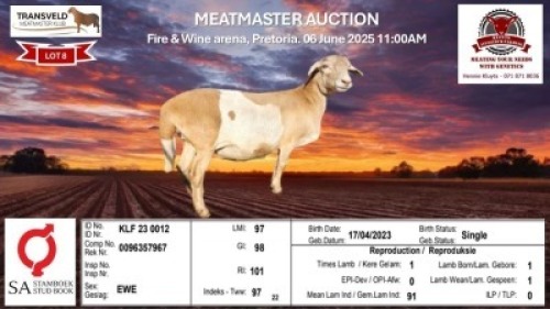 1X MEATMASTER RECORDED EWE KLUYTS LIVESTOCK FARMING (PTY) LTD