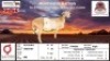 1X MEATMASTER RECORDED EWE KLUYTS LIVESTOCK FARMING (PTY) LTD