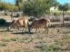 2X MEATMASTER RECORDED EWE WILGERBOOM MEATMASTERS (Per animal to take the lot)