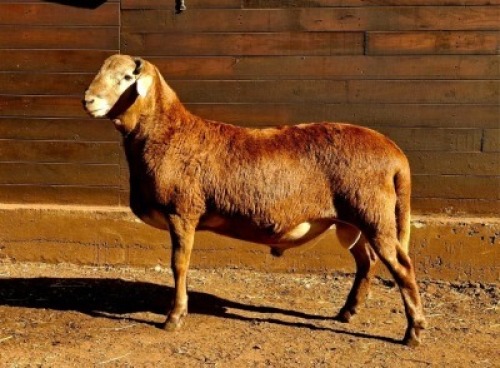 1X MEATMASTER RECORDED RAM HAKUNA MATATA MEATMASTERS