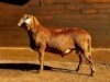 1X MEATMASTER RECORDED RAM HAKUNA MATATA MEATMASTERS - 2