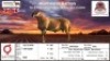1X MEATMASTER RECORDED RAM KLUYTS LIVESTOCK FARMING (PTY) LTD
