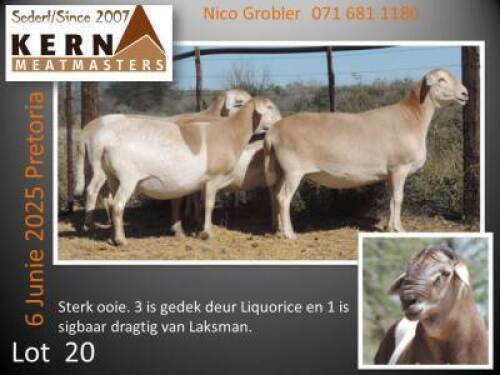 4X MEATMASTER RECORDED EWE KERN MEATMASTERS (Per animal to take the lot)