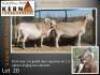 4X MEATMASTER RECORDED EWE KERN MEATMASTERS (Per animal to take the lot)