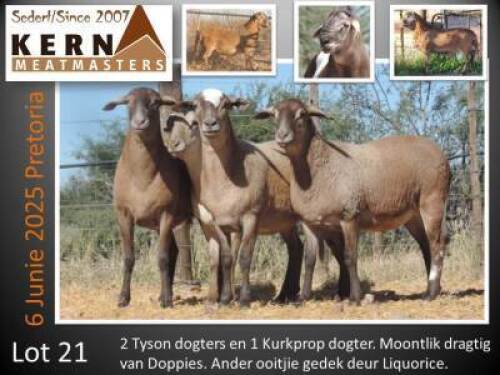 4X MEATMASTER RECORDED EWE KERN MEATMASTERS (Per animal to take the lot)