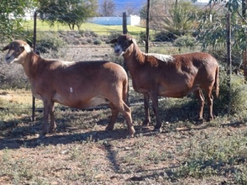 2X MEATMASTER RECORDED EWE WILGERBOOM MEATMASTERS (Per animal to take the lot)