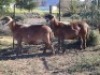 2X MEATMASTER RECORDED EWE WILGERBOOM MEATMASTERS (Per animal to take the lot)