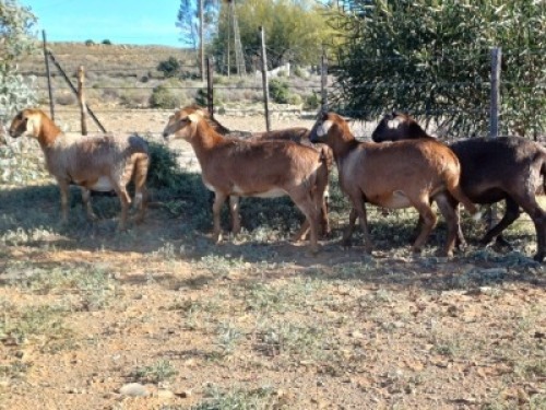 5X MEATMASTER NOT RECORDED EWE WILGERBOOM MEATMASTERS (Per animal to take the lot)
