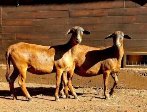2+1X MEATMASTER RECORDED EWE HAKUNA MATATA MEATMASTERS (Per animal to take the lot)