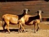 2+1X MEATMASTER RECORDED EWE HAKUNA MATATA MEATMASTERS (Per animal to take the lot)