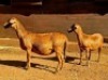 2+1X MEATMASTER RECORDED EWE HAKUNA MATATA MEATMASTERS (Per animal to take the lot) - 2