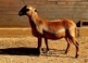 2+1X MEATMASTER RECORDED EWE HAKUNA MATATA MEATMASTERS (Per animal to take the lot) - 3