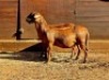 2+1X MEATMASTER RECORDED EWE HAKUNA MATATA MEATMASTERS (Per animal to take the lot) - 4