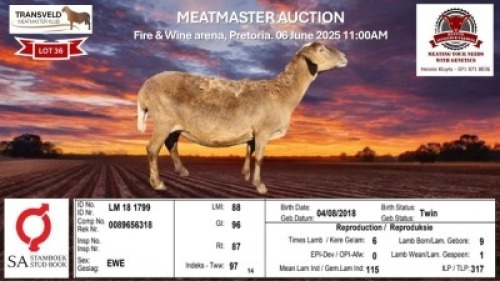 1X MEATMASTER RECORDED EWE KLUYTS LIVESTOCK FARMING (PTY) LTD