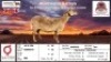 1X MEATMASTER RECORDED EWE KLUYTS LIVESTOCK FARMING (PTY) LTD