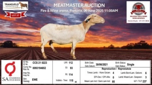 1X MEATMASTER RECORDED EWE KLUYTS LIVESTOCK FARMING (PTY) LTD