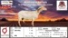 1X MEATMASTER RECORDED EWE KLUYTS LIVESTOCK FARMING (PTY) LTD