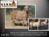 1X MEATMASTER RECORDED RAM KERN MEATMASTERS - 2