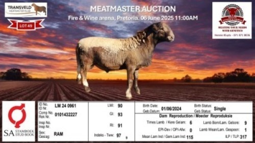 1X MEATMASTER RECORDED RAM KLUYTS LIVESTOCK FARMING (PTY) LTD