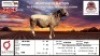 1X MEATMASTER RECORDED RAM KLUYTS LIVESTOCK FARMING (PTY) LTD