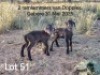 1+2X MEATMASTER RECORDED EWE KERN MEATMASTERS