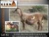 1+2X MEATMASTER RECORDED EWE KERN MEATMASTERS - 3