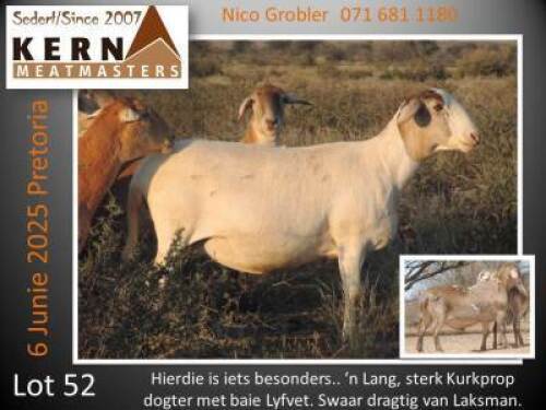 1+2X MEATMASTER RECORDED EWE KERN MEATMASTERS